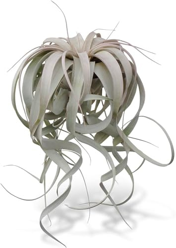 Tillandsia Xerographica La Planta de Aire de Aspecto Alienígena