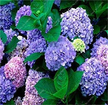 100 Pz fleur de géranium Rare iegato Geranio dans Vaso Camere Interni Casa jardin de fleurs pour plante: F
