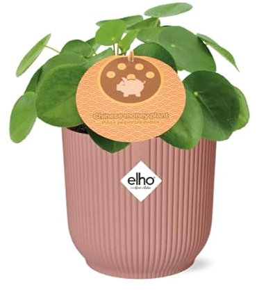 Chinesischer Geldbaum - Pilea Peperomioides - Zimmerpflanze - 12cm + Topf Vibes Fold 14cm Rosa