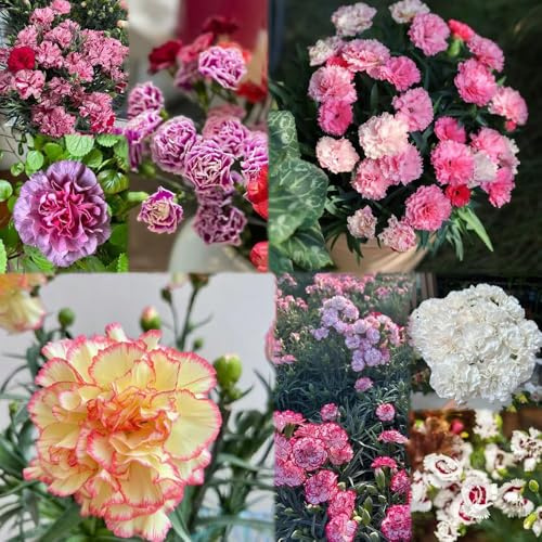 semi di chiodo semi resistenti al giardino rocce sono resistenti decorativi interni 700pcs