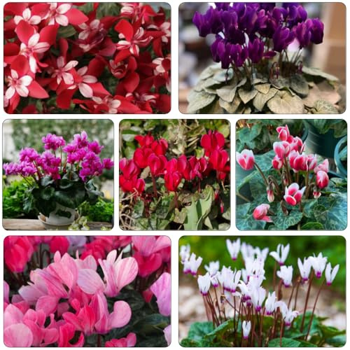 ciclamino - perenni resistenti al sole autunnale resistenti giardino acquistare semi selvatici giardino balcone serra 550pcs