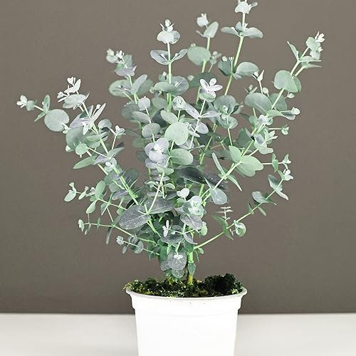 Baby Blue Eucalyptus Tropical Houseplant Seeds - 20 Rare Seeds