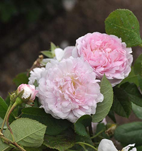 Historische Rose Duchess de Montebello 30-60cm - lebende Gartenpflanze aus den Baumschulen