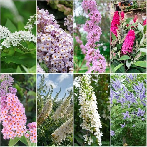 schmetterlingsflieder winterhart - deko garten winterfeste für garten pflanzensamen wiesensaatgut sommerflieder 30samen