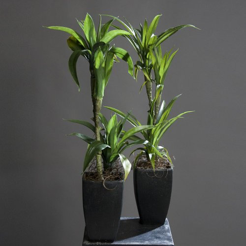 Yuccapalmen Yucca Palme Palmlilie Kunstpflanze, 2-fach sortiert, 85 cm