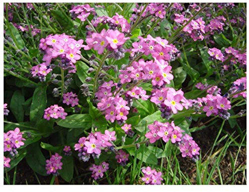 PREMIER SEEDS DIRECT - FORGET ME NOT - MYOSOTIS ALPESTRIS - ROSE - 0.7 gm ~ 1000 seeds