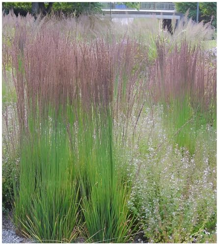 Stauden Gänge 5 x Molinia caerulea 'Moorhexe' Kleines Pfeifengras | Mittelhohes Ziergras für Sonne bis Halbschatten, Blüte August bis Oktober, mehrjährig, 1 L Topf (11x11 cm)