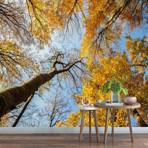 Herbstlandschaft Fototapete 3D Effekt,Gelber Birkenwald,Fototapete Wandtapete Schlafzimmer Wohnzimmer Wand tapete poster,430x300cm
