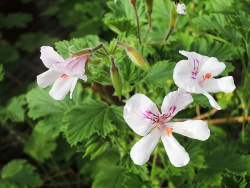 Pelargonium x citriodorum/Géranium au parfum citronnée/Conteneur de 3 à 4 litres/Vivace Odorante