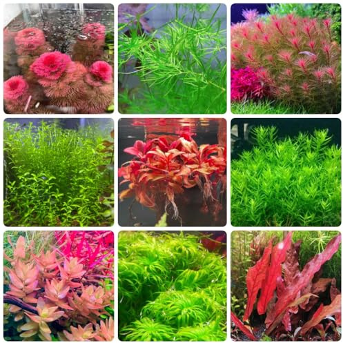 AquariumSamen, luftreinigende zimmerpflanzen Wasserpflanzen, Teichpflanzen, teich winterhart grünpflanzen aquarium deko 600pcs