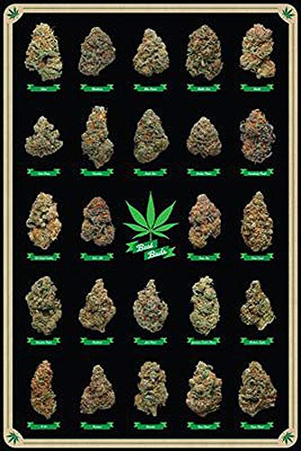 Close Up Cannabis Poster Best Buds Marihuana-Sorten (61cm x 91,5cm) + Ü-Poster