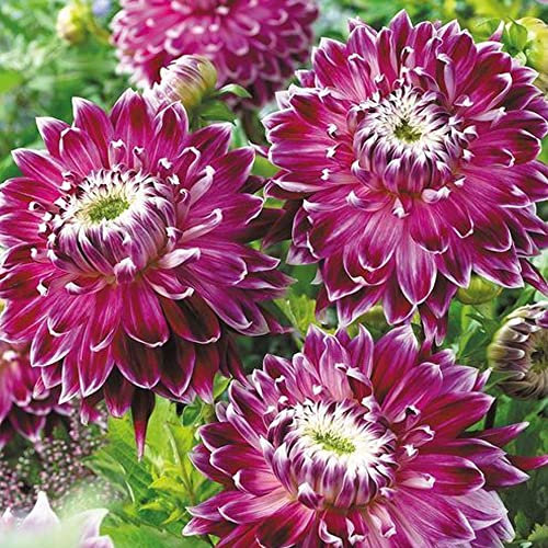 Dahlia Decorative – Dark, Exotic and Exciting – Perennial – Low Maintenance – Summer Flowering Bulb – for Your Beautiful Garden (1 x Dahlia Decorative Purple-White Tips)