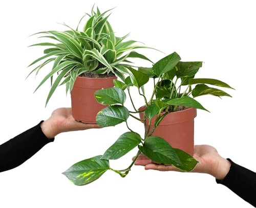 Grünlilie & Efeutute – Hängendes Zimmerpflanzen Starterpack – 2 Rankende Zimmerpflanzen – frisch aus der Gärtnerei – Höhe 15-25 cm – Töpfe 10,5-12 cm – Green Me Up