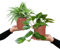 Grünlilie & Efeutute – Hängendes Zimmerpflanzen Starterpack - 2 Rankende Zimmerpflanzen - Höhe 15-25 cm - Töpfe 10,5-12 cm - Green Me Up