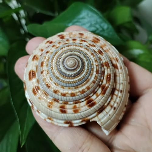 FOSANGNANTU Muscheln zum Basteln, 1 x Sonnenuhr-Schnecke, Sonnenstrahl-Träger, natürliche Heimdekoration, Sammlung, Exemplar, Schnecke, Muschel, Landschaftsbau, Aquarium, 6–7 cm