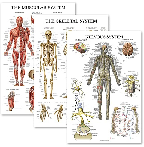 Palace Learning Lot de 3 posters d'anatomie musculaire + squelette + système nerveux – Tableaux anatomiques du système musculaire et squelettique – Laminé 45,7 x 61 cm