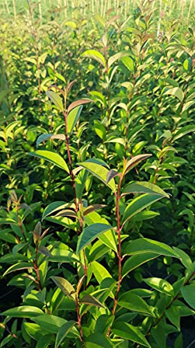 Ligustrum japonicum/Troène du Japon/Conteneur de 7 à 10 litres