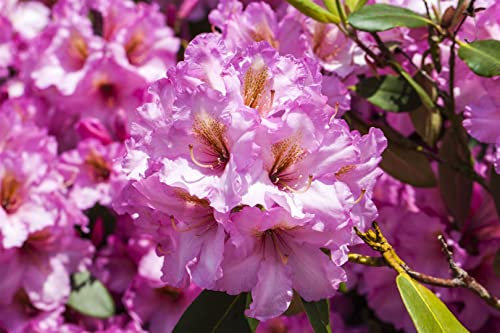 Rhododendron Hybr. 'Scintillation' 30-40 cm - Rhododendron, rosa Blüten, Blütezeit Mai-Juni, ideal für halbschattige Standorte, immergrün, winterhart