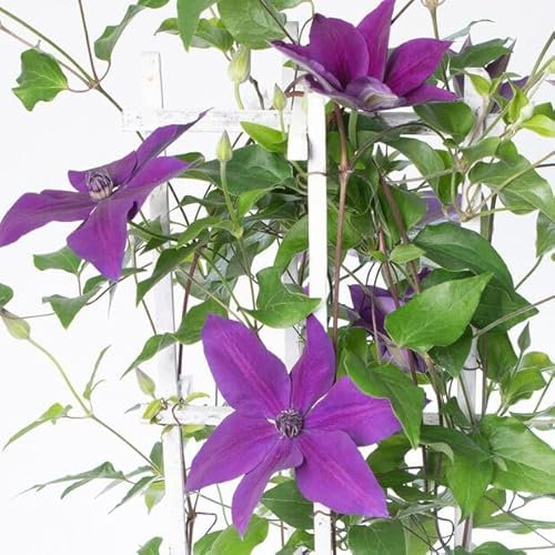 Clemátide - Clematis - Planta Trepadora de Cultivo Exterior