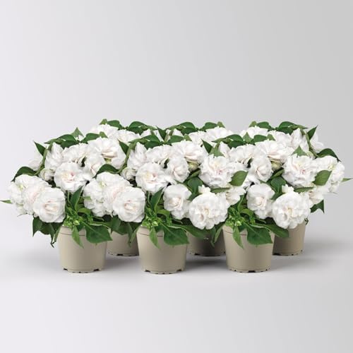 Fleißiges Lieschen, weiß, gefüllt blühend, Topf -Ø 12 cm, 6 Pflanzen