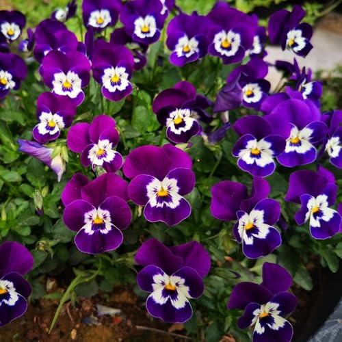 semi di viola del pensiero resistenti - decorazione del balcone giardino perenni 350pcs