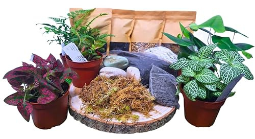 Complete Terrarium Starter Kit with Live Plants, Bioactive Substrate, Peat Soil, Gravel, Sphagnum Moss, Decorative Rocks, 4 Assorted Plants