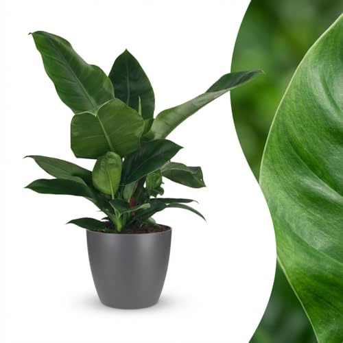 Green boutiQ - Plante d'intérieur - Philodendron - Philodendron Imperial Green - Vert - Entretien facile - 1 Plante - avec Potter Gris - Pot 19cm - Hauteur 65cm