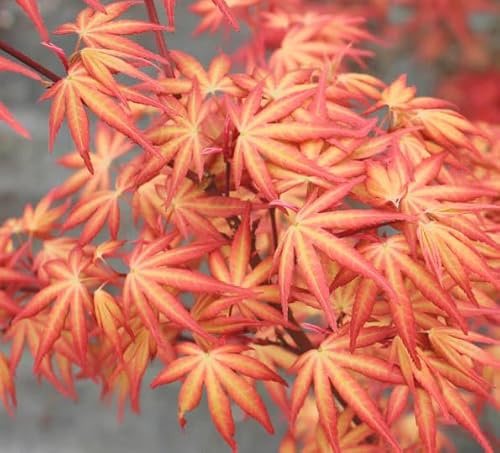 Acer palmatum ‘Kawahara Rose’ Japanese Maple – Rare Pink Variegated Japanese Maple Tree – Ornamental Dwarf Maple – Shade Garden Specimen - 3 Year Tree