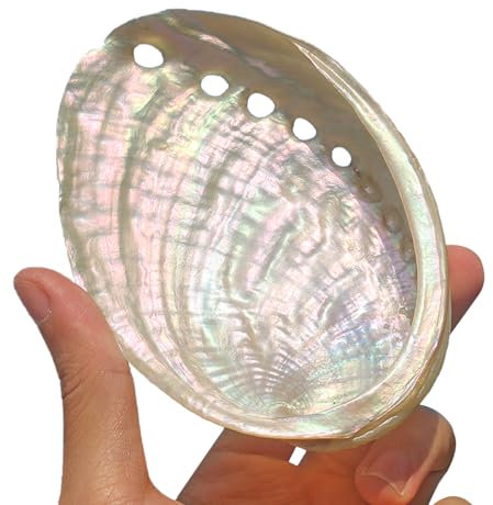 BPABDEITR Grande Coquille Naturelle Coquille d'ormeau Naturelle de Plusieurs Tailles(10/11cm)
