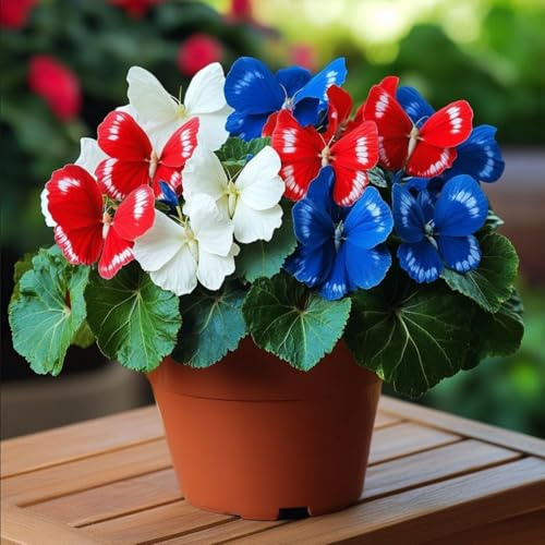 Funkienrhizome, sehr winterhart, Funkie 'Blue Angel', ideal für Beeteinfassungen und als Topfpflanze.-6Rhizome-H