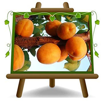 Sungiant Aprikosen - Obstpflanze auf Blumentopf 20 - Baum max 170 cm – 2 Jahre Anbau Italien