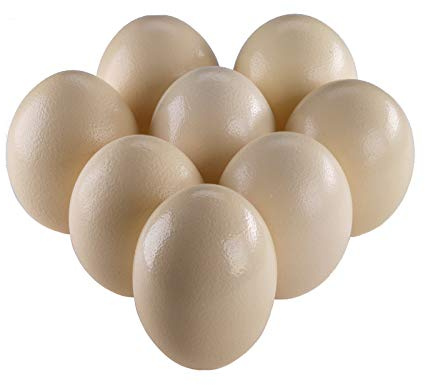 africX 8 Straußeneier aus Südafrika - 1A Qualität - Straußenei - Größe ca. 13-15cm - naturbelassen, entleert, ausgeblasen und gereinigt