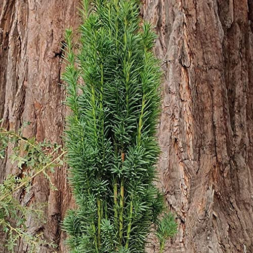 Plant theory Fastigiata Robusta English Yew Conifer Tree Taxus Baccata Evergreen 3L Pot
