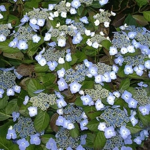 Ortensia 'Mariesii Perfecta' 25–30 cm Vaso – Hydrangea macrophylla 'Mariesii Perfecta' – Fioritura a lacecap