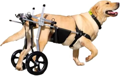 Silla de Ruedas para Perros Mediana y Grande, Ayuda para la rehabilitación, Soporte para Patas traseras, carritos para Perros con Ruedas, para rehabilitación de Patas traseras,XL