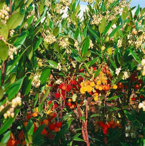 Erdbeerbaum Arbutus unedo Compacta 40-60 cm Kübelpflanze immergrün | Kompakter Wuchs, essbare Früchte, weiße Blüten, robust, ideal für Kübel, sonnig bis halbschattig