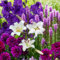 25 Sommerblumen zwiebeln Violet Charm Mix (25 blumenzwiebeln) Gladiolen, Dahlien, Freesien, Lilien, Liatris | Exklusive Mischung aus Holland | Mehrjährig Pflanzen für Garten, Töpfe (große Knollen)