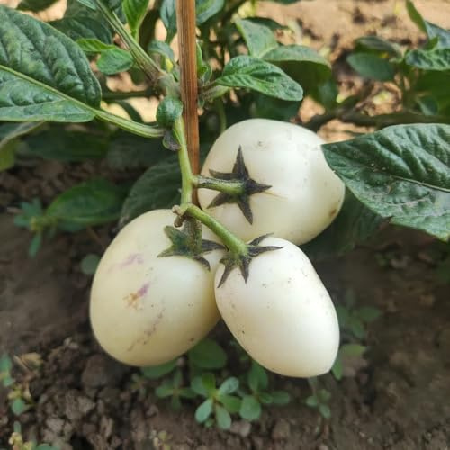 semi di pera e melone pepino, roccioso giardino da balcone colonnare melone vecchie varietà pepino nani resistenti 80pcs