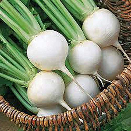 Semilla de nabo, nabo, Clara de Huevo, la Herencia, Orgánica de 1000 Semillas, no GMO, Vegatable