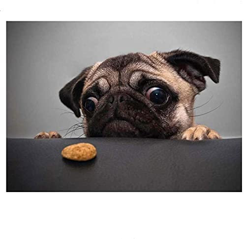 Leinwanddruck Tierfotografie Portrait Mops Hund Leckerei Essen Augen Niedlich Kunstdruck Poster Wand Dekor Kinderzimmer Dekor Poster 30x40cm/11,8x15,7 Rahmenlos7