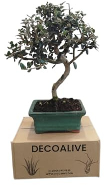 DECOALIVE Bonsái Natural de Árbol de Olivo Bonsái Olea Europaea