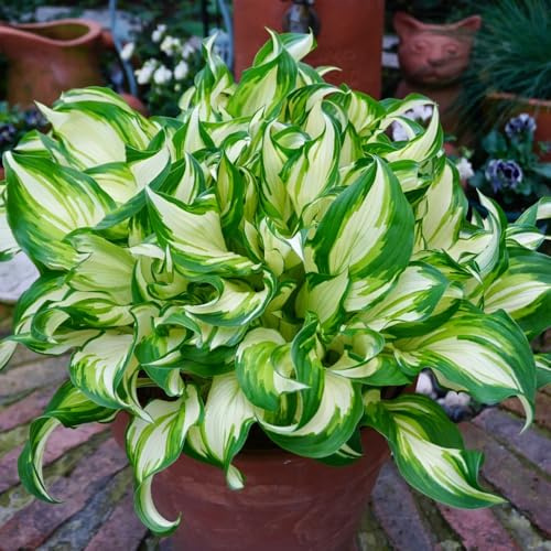 semi di hosta, regali per gli amanti del giardino Hosta plantaginea, resistente da giardino roccioso resistenti semi di acquistare 500pcs