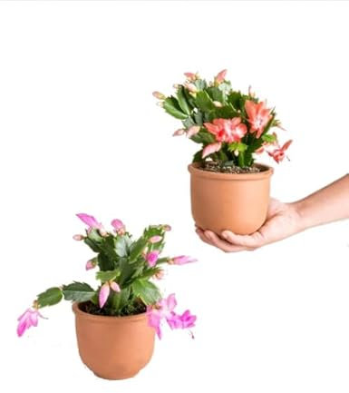Cactus de Navidad | Maceta de Cerámica | Pack de 2 Plantas | Flores de Colores
