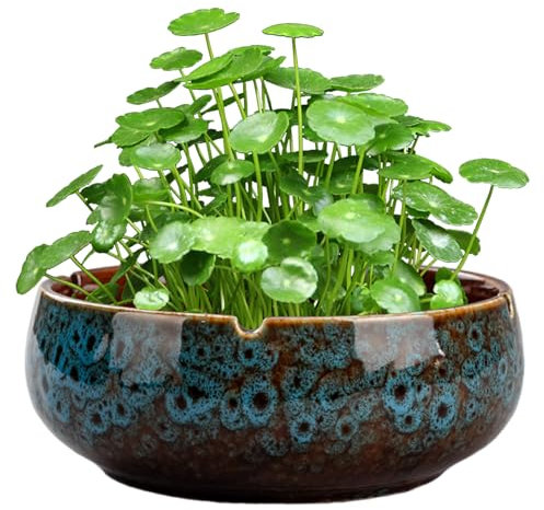 Porgeel Lotus Bowl Pflanzer, 6,5 x 2,5 Zoll runde Keramikpflanztöpfe, Vintage Decorative Lotus Blumenschale, Nicht -Slip -Wasserlily -Schüssel für saftige Pflanzen