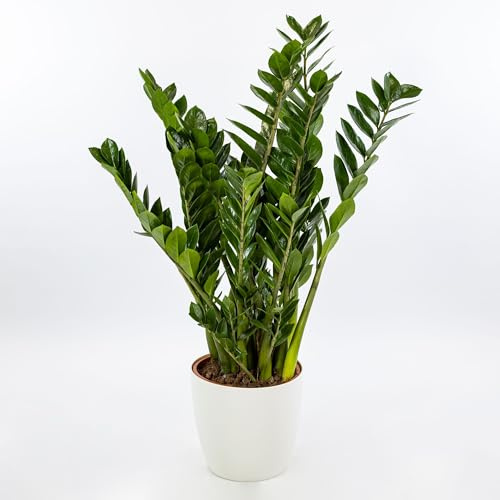 Vivai le Georgiche - Pianta vera di Zamioculcas zamiifolia - vaso Ø 14 cm