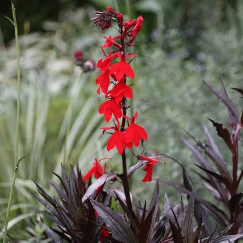 Plant Theory 9cm Pot Lobelia Cardinalis Queen Victoria Cardinal Flower Perennial