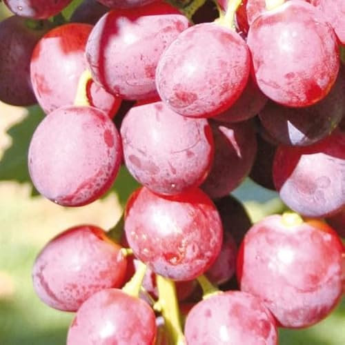Rosa Weinrebe Swenson Rot 2L - Garten Pflanzen mit schönen Blüten - Die perfekte Dekoration für Ihr Grundstück - Für Anfänger und professionelle Gärtner - Obst Kletterpflanzen für jede Wand im Garten