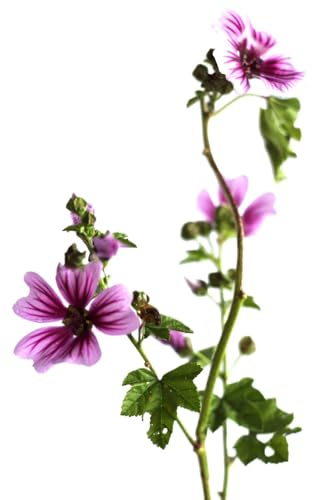 3 Stck. Staude Malve Zebrina Malva Sylvestris im 9 x9 cm Topf