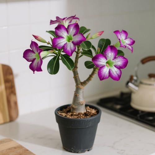 Rosa Del Deserto Perenne Resistente Al Freddo/Iorisce Ogni Anno-1 bulbi-D