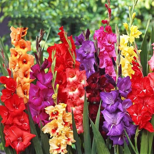 bulbi di gladioli - copertura del suolo bulbi di primavera resistenti per giardino giardino resistenti interni con bulbo 45pcs